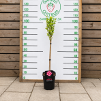 Ibištek sýrsky (Hibiscus syriacus) ´Gandini van Aart RUBY´® - výška 120-130 cm, kont. C5L - NA KMIENKU